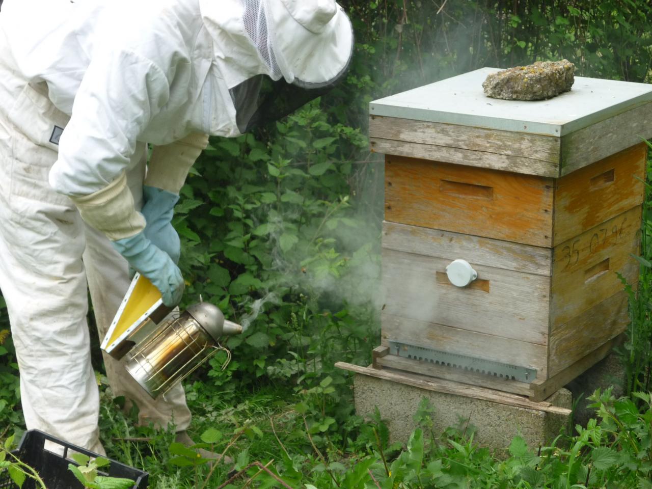 Visite de la ruche