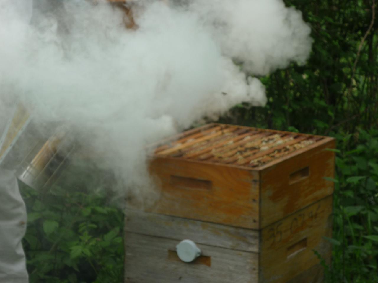 Enfumage des abeilles